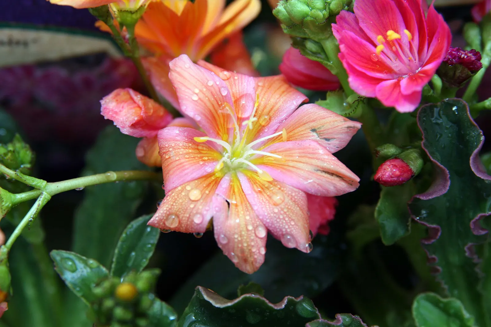 Sunset Strain Lewisia (Lewisia Cotyledon 'Sunset Strain') — from late spring to early summer