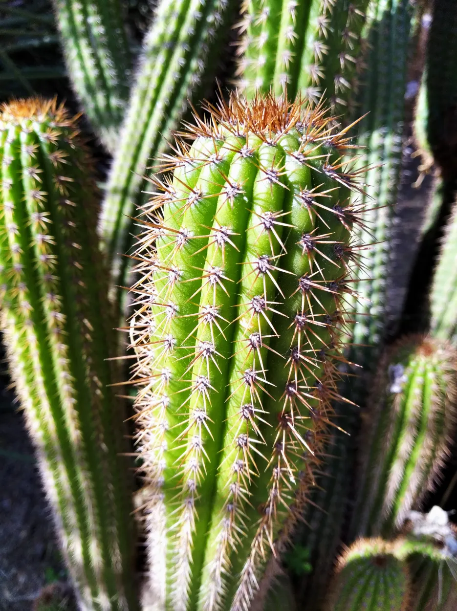 Golden Torch Cactus (Echinopsis Spachianus) — the Golden Torch Cactus requires well-drained soil and only minimal watering to thrive