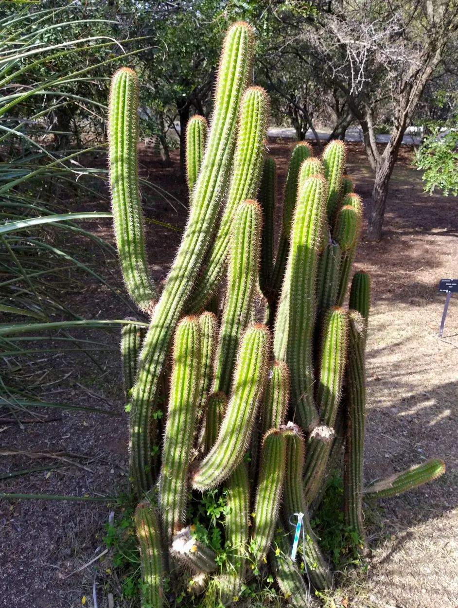 Golden Torch Cactus (Echinopsis Spachianus) — tolerating dry conditions excellently