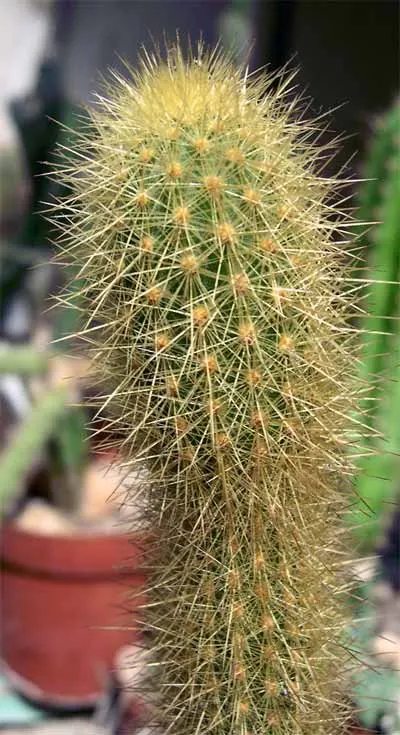 Golden Torch Cactus (Echinopsis Spachianus) — scientifically named Echinopsis spachianus