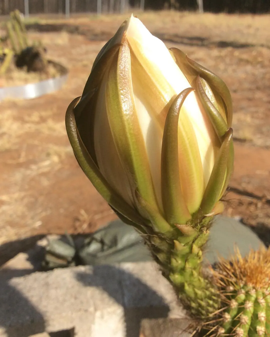 Golden Torch Cactus (Echinopsis Spachianus) — making it a superb choice for accenting rock gardens or adding vertical interest in arid landscapes