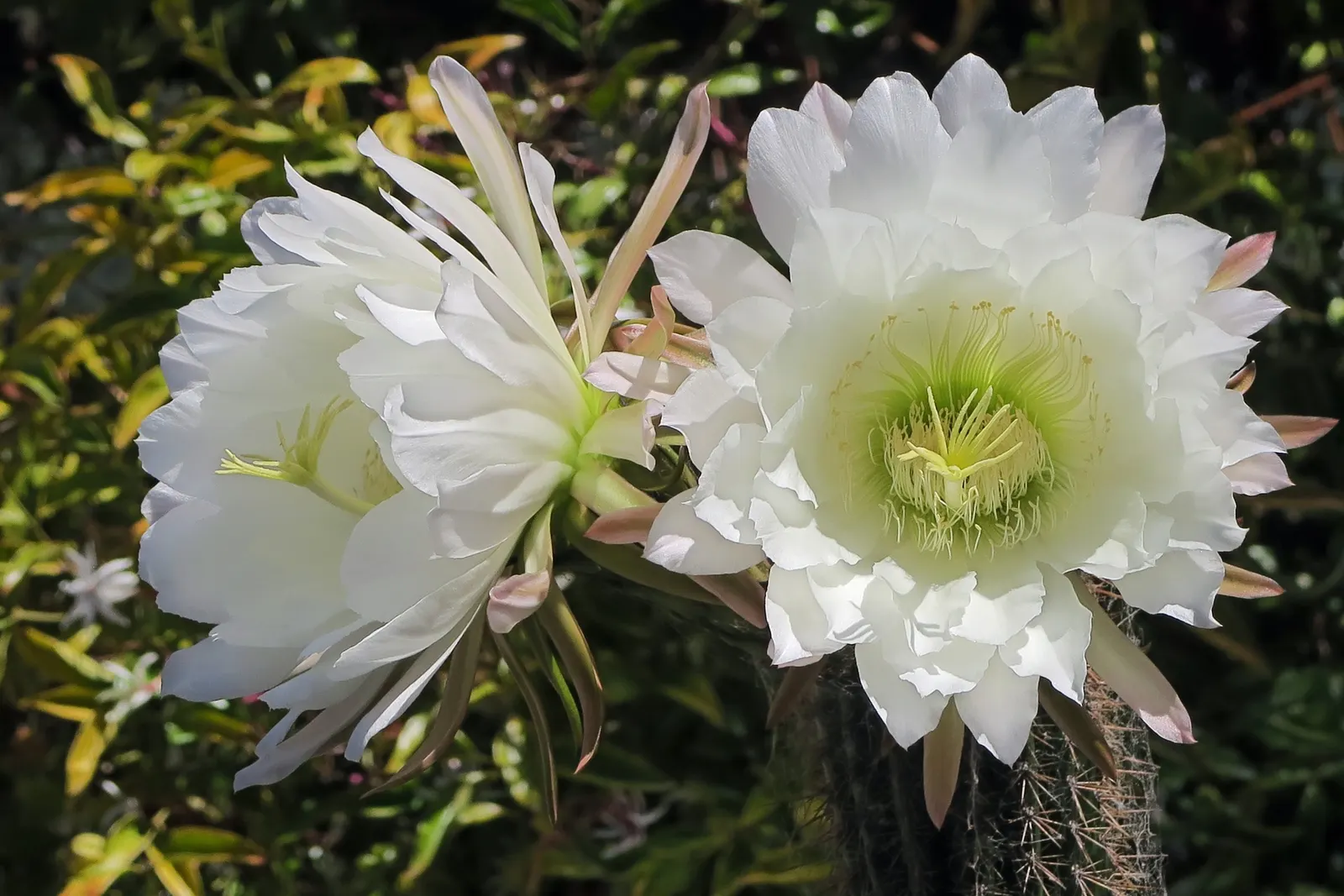 Golden Torch Cactus (Echinopsis Spachianus) — usually appearing in the late spring to early summer