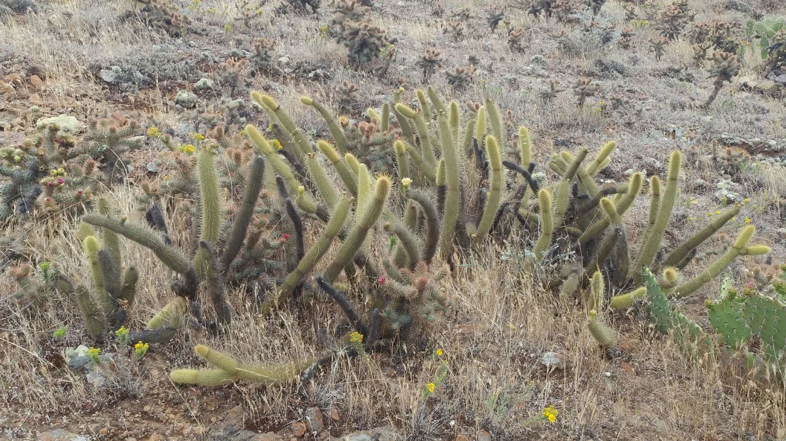Golden Torch Cactus (Echinopsis Spachianus) — These blossoms can be up to 7 inches long and 4 inches in diameter