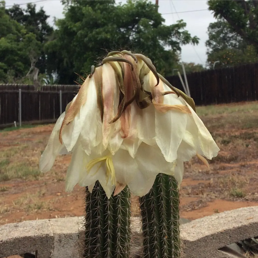 Golden Torch Cactus (Echinopsis Spachianus) — nocturnal flowers that bloom in summer