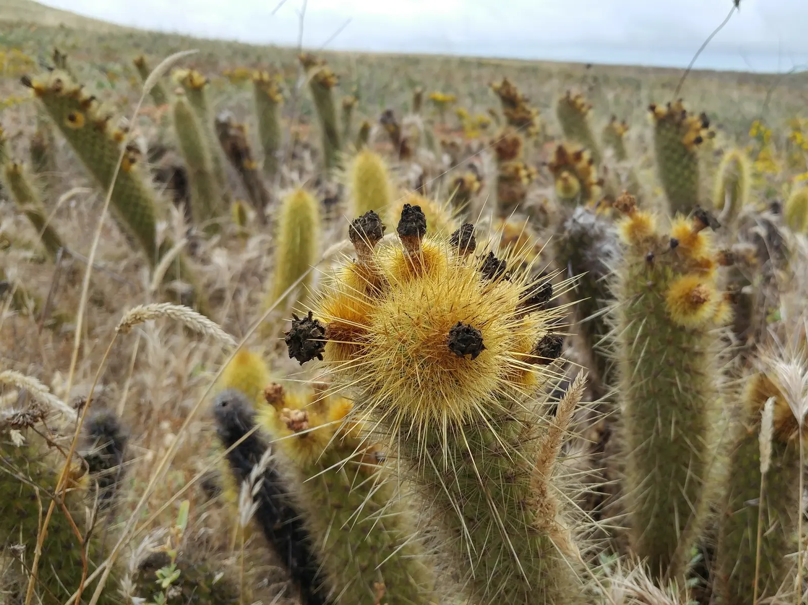 Golden Torch Cactus (Echinopsis Spachianus) — promising minimal care and maximized visual impact