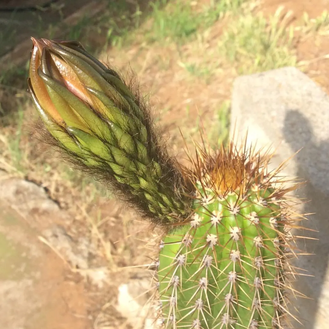 Golden Torch Cactus (Echinopsis Spachianus) — green to blue-green column adorned with golden spines that give this plant its common name