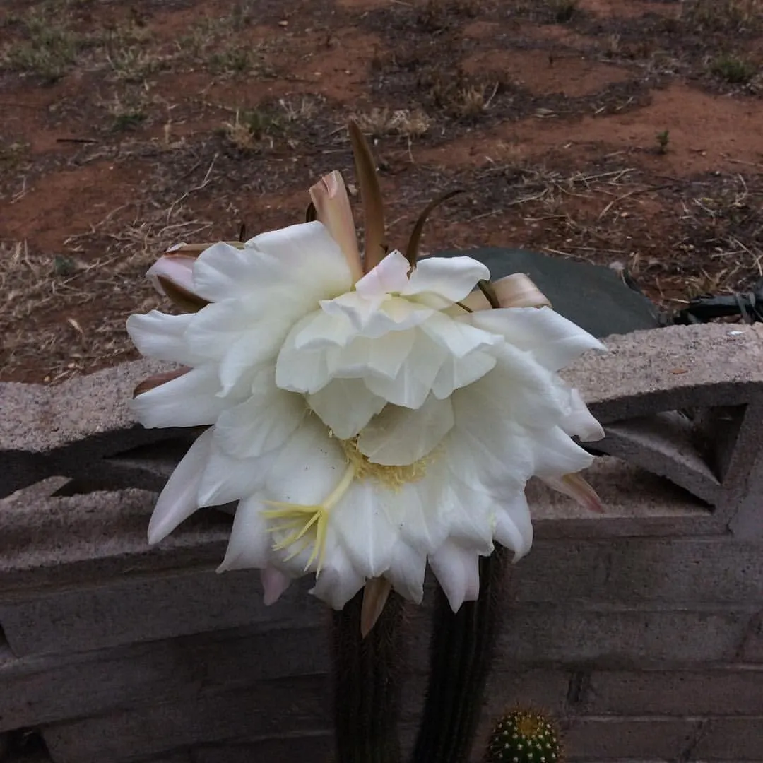 Golden Torch Cactus (Echinopsis Spachianus) — emitting a creamy yellow hue