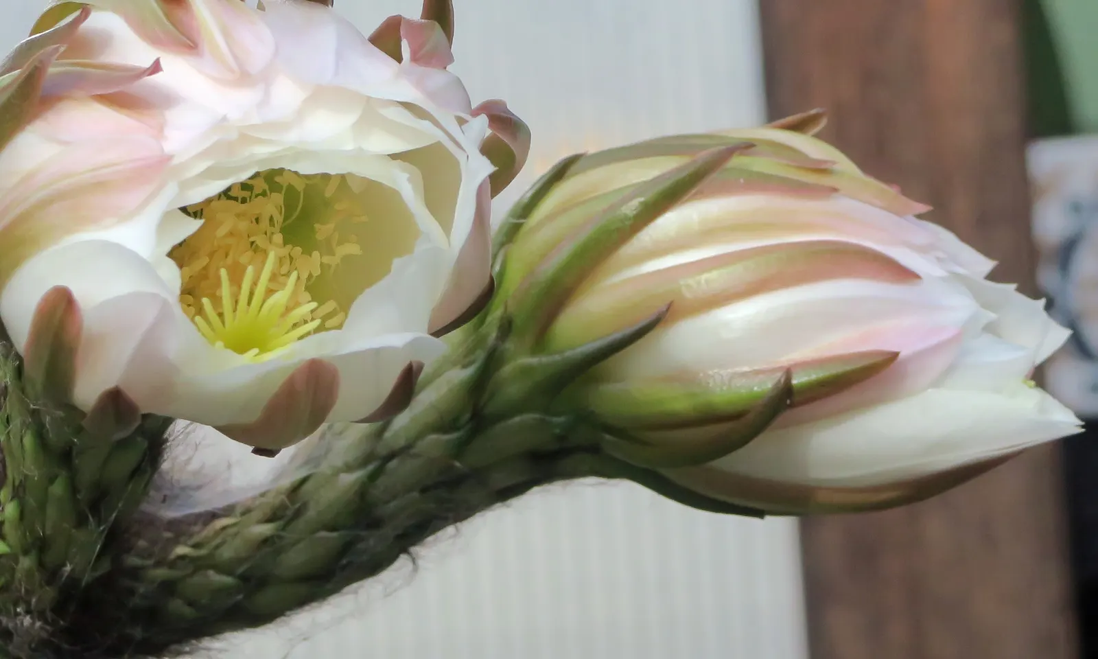 Golden Torch Cactus (Echinopsis Spachianus) — The Golden Torch Cactus (Echinopsis spachianus) is a striking