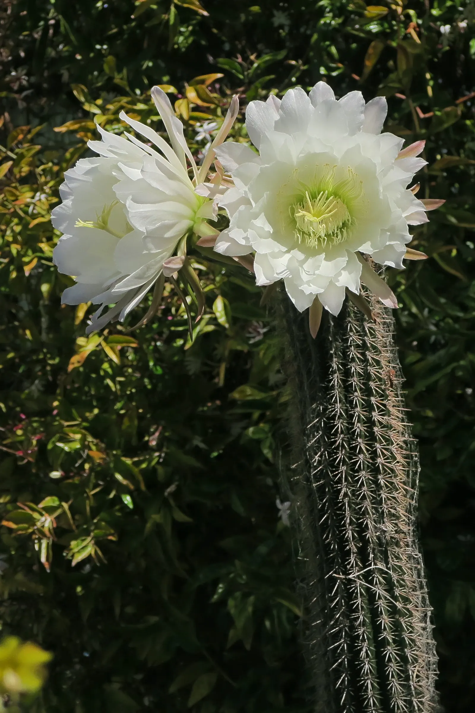 Golden Torch Cactus (Echinopsis Spachianus) — this plant is hardy and low maintenance