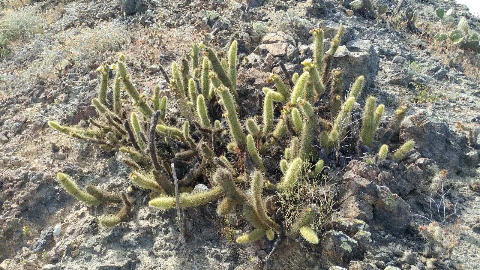 Golden Torch Cactus (Echinopsis Spachianus) — Frost-sensitive, it must be protected or brought indoors where temperatures fall below 25°F