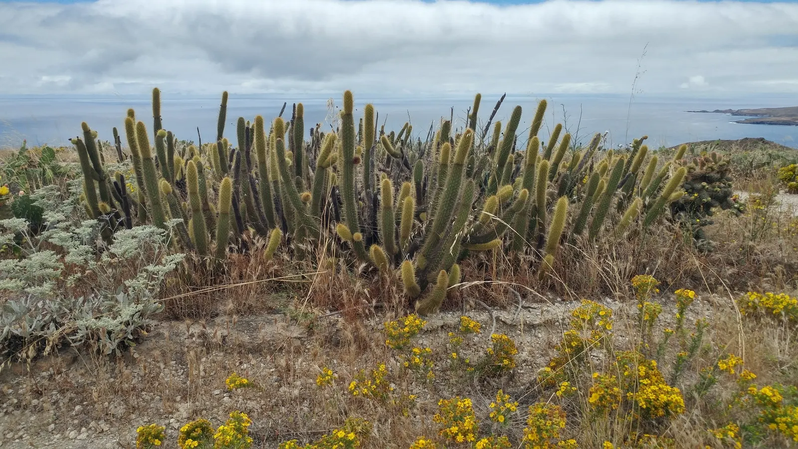 Golden Torch Cactus (Echinopsis Spachianus) — growing 2-3 inches in diameter and reaching up to 2-7 feet tall