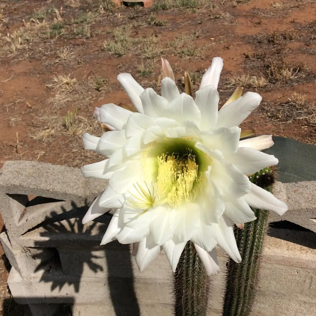 Golden Torch Cactus (Echinopsis Spachianus) — drought-tolerant plant prefers full sun and well-draining soil