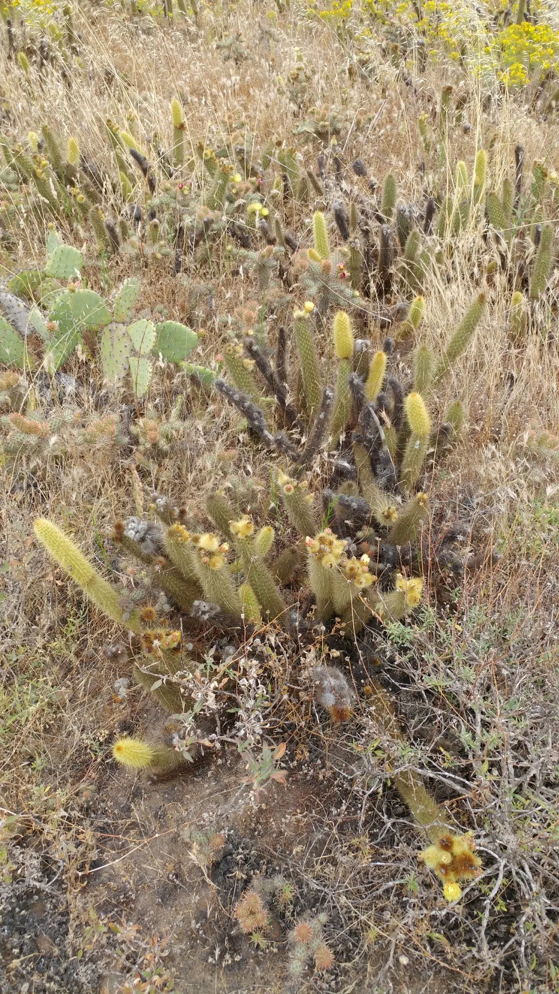 Golden Torch Cactus (Echinopsis Spachianus) — fragrant white flowers that bloom nocturnally and last only a day