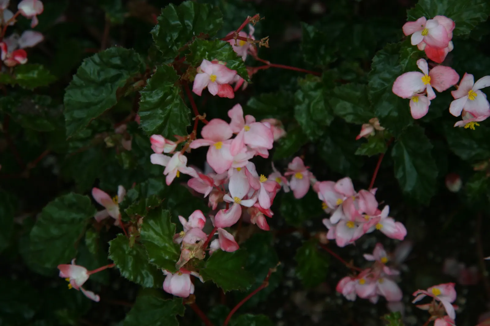 Richmond Begonia (Begonia 'Richmondensis') — The Begonia 'Richmondensis,' commonly known as the Richmond Begonia