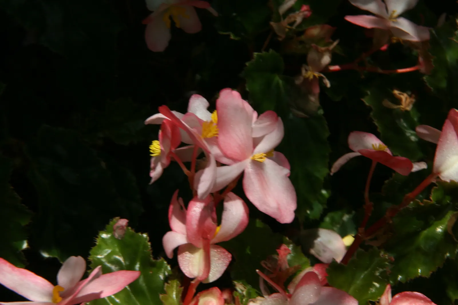 Richmond Begonia (Begonia 'Richmondensis') — while its luscious green foliage offers year-round interest