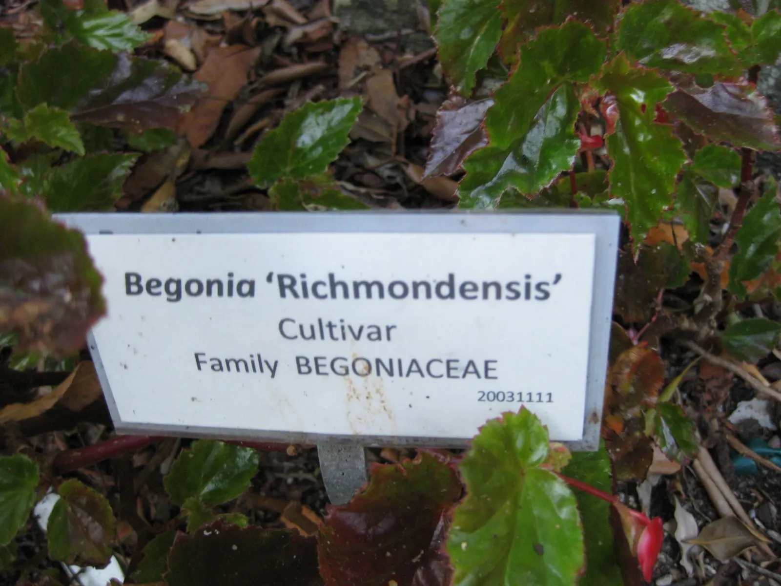 Richmond Begonia (Begonia 'Richmondensis') — Prefers filtered light to partial shade and well-draining