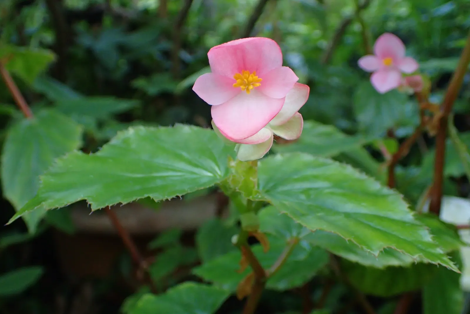 Richmond Begonia (Begonia 'Richmondensis') — Ideal for containers or shaded borders