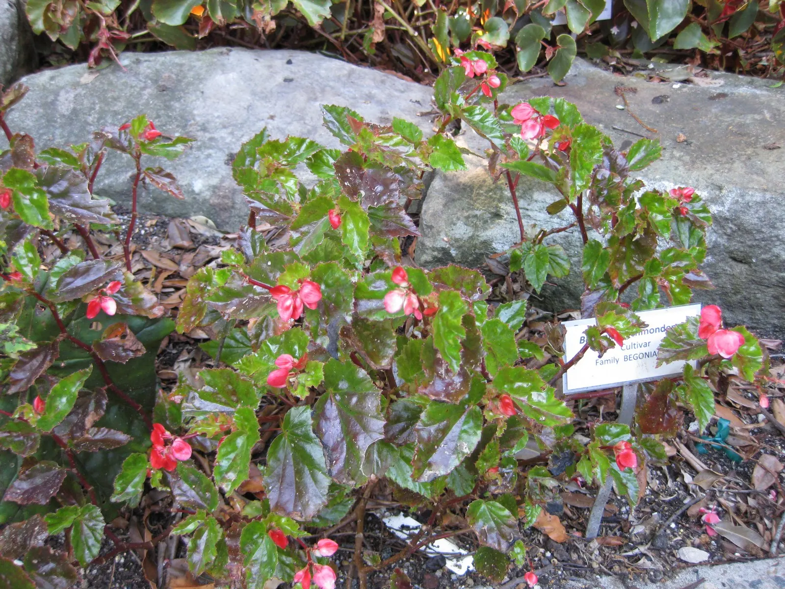 Richmond Begonia (Begonia 'Richmondensis') — Begonia 'Richmondensis,' a versatile perennial, flourishes in zones 10-11