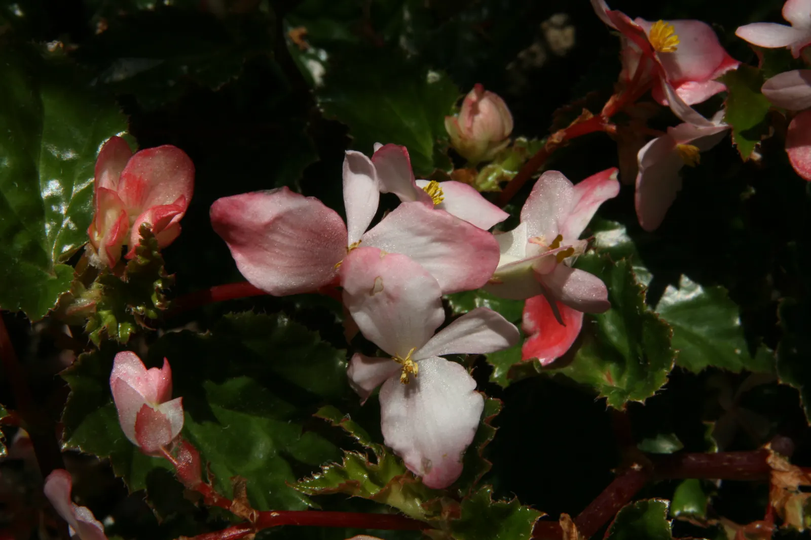 Richmond Begonia (Begonia 'Richmondensis') — Its delicate clusters of pinkish-white blossoms emerge in spring and summer