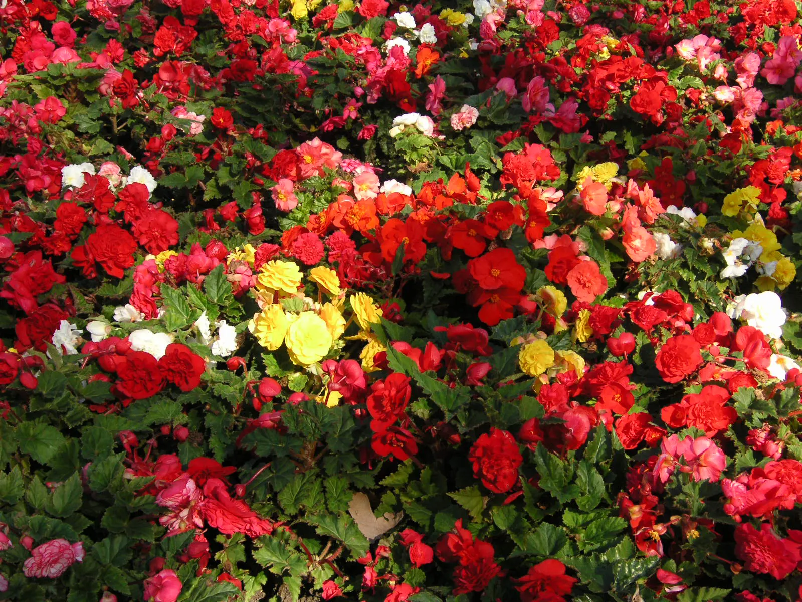 Richmond Begonia (Begonia 'Richmondensis') — reaching a modest height of 18 inches with an equal spread