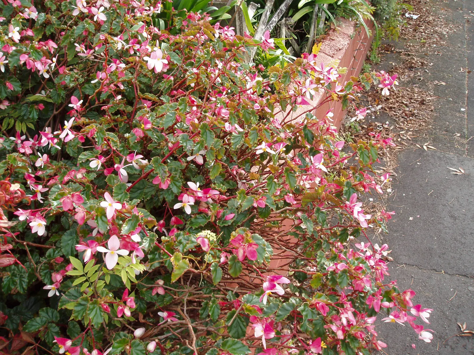 Richmond Begonia (Begonia 'Richmondensis') — preferring a sheltered location that provides dappled light or part shade