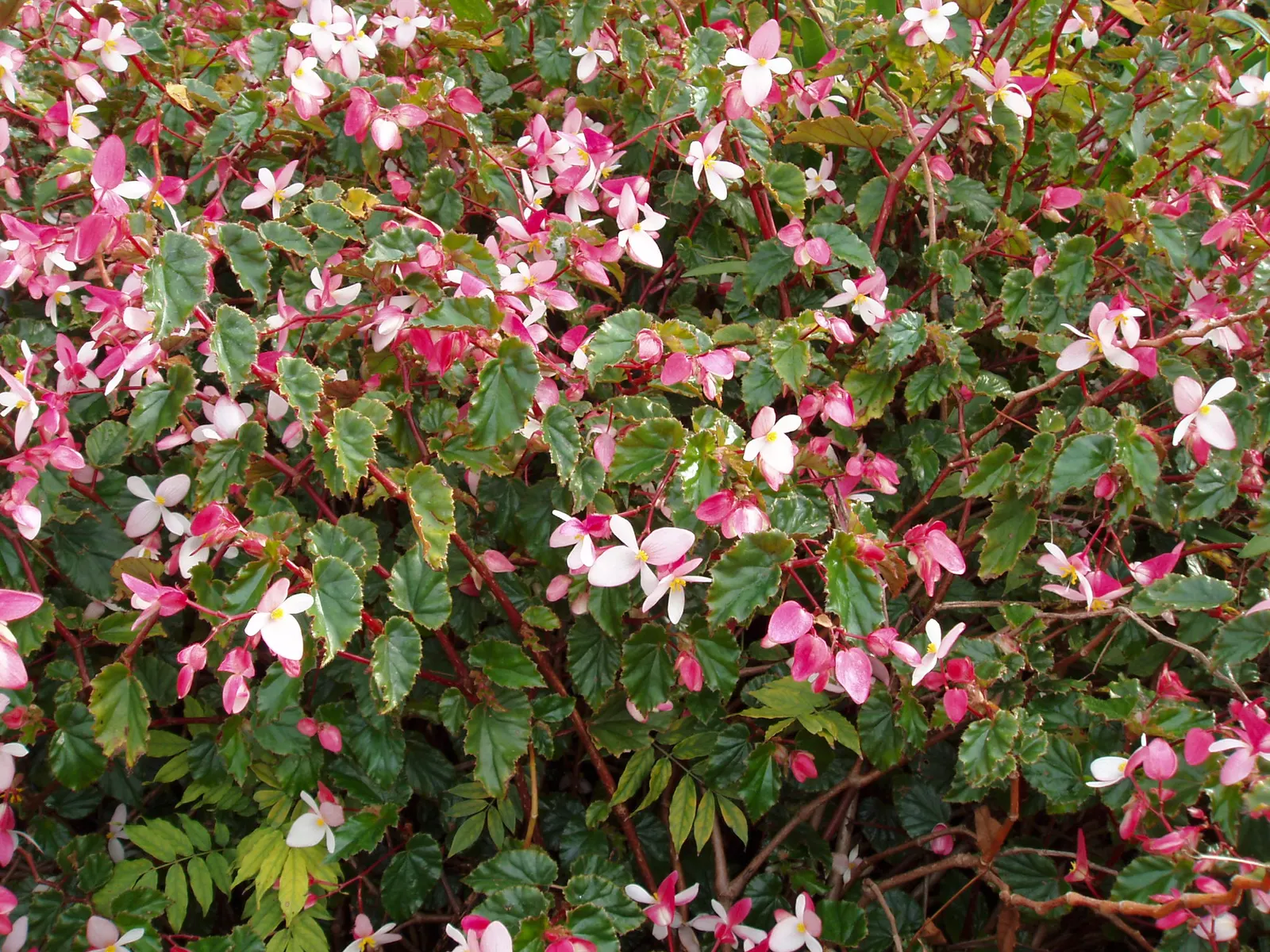 Richmond Begonia (Begonia 'Richmondensis') — Typically reaching an overall height of 12 to 18 inches with a similar spread