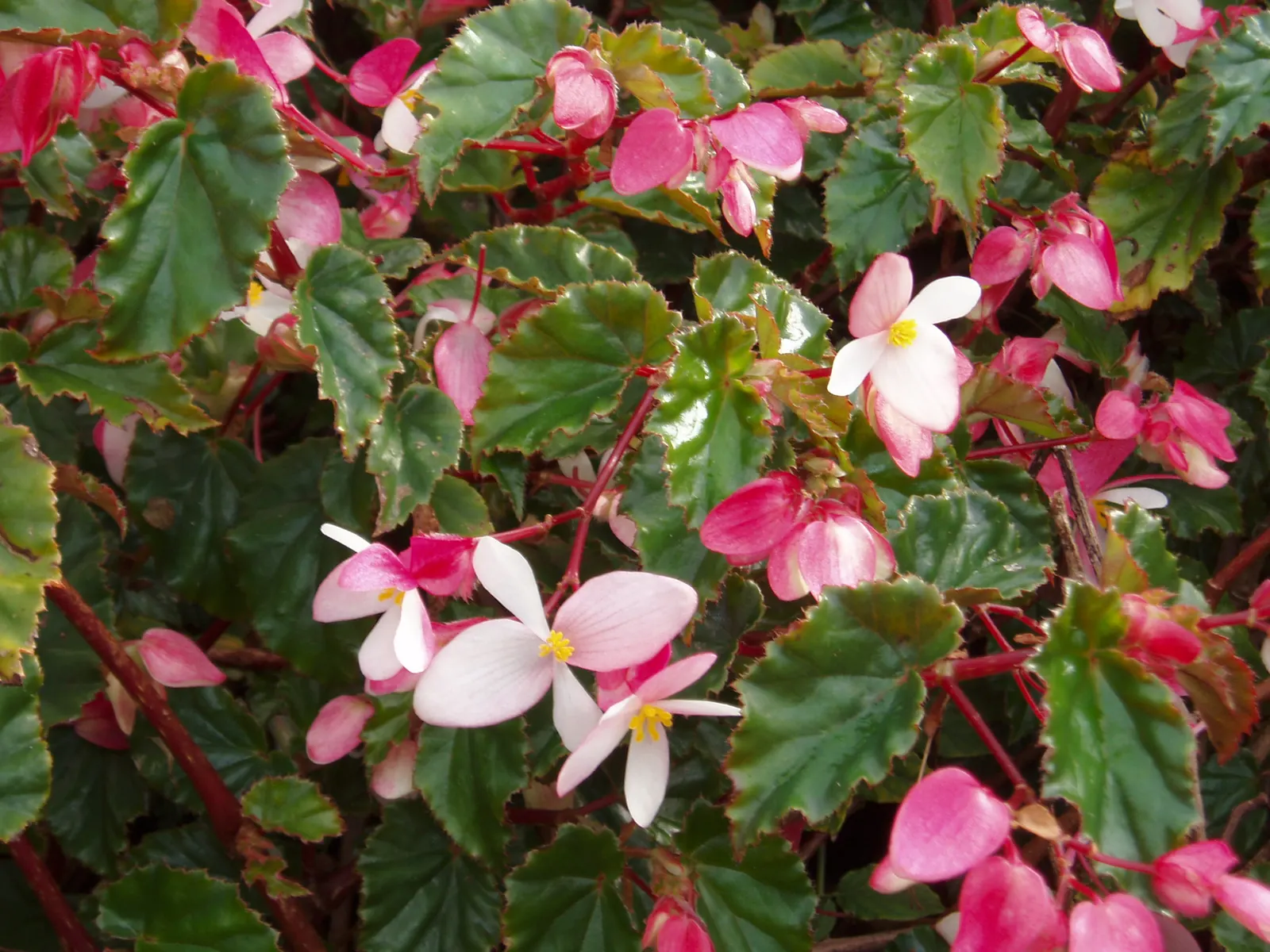 Richmond Begonia (Begonia 'Richmondensis') — is an enduring herbaceous perennial lauded for its lush foliage and vibrant blooms