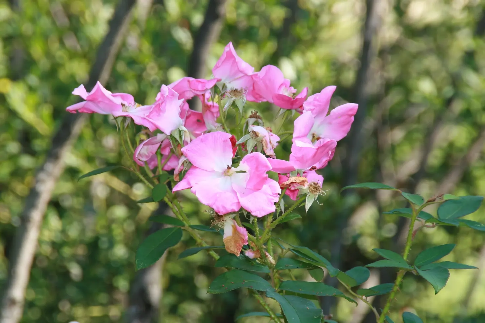 Nearly Wild Hardy Shrub Rose (Rosa 'Nearly Wild') — spanning 2-3 inches across