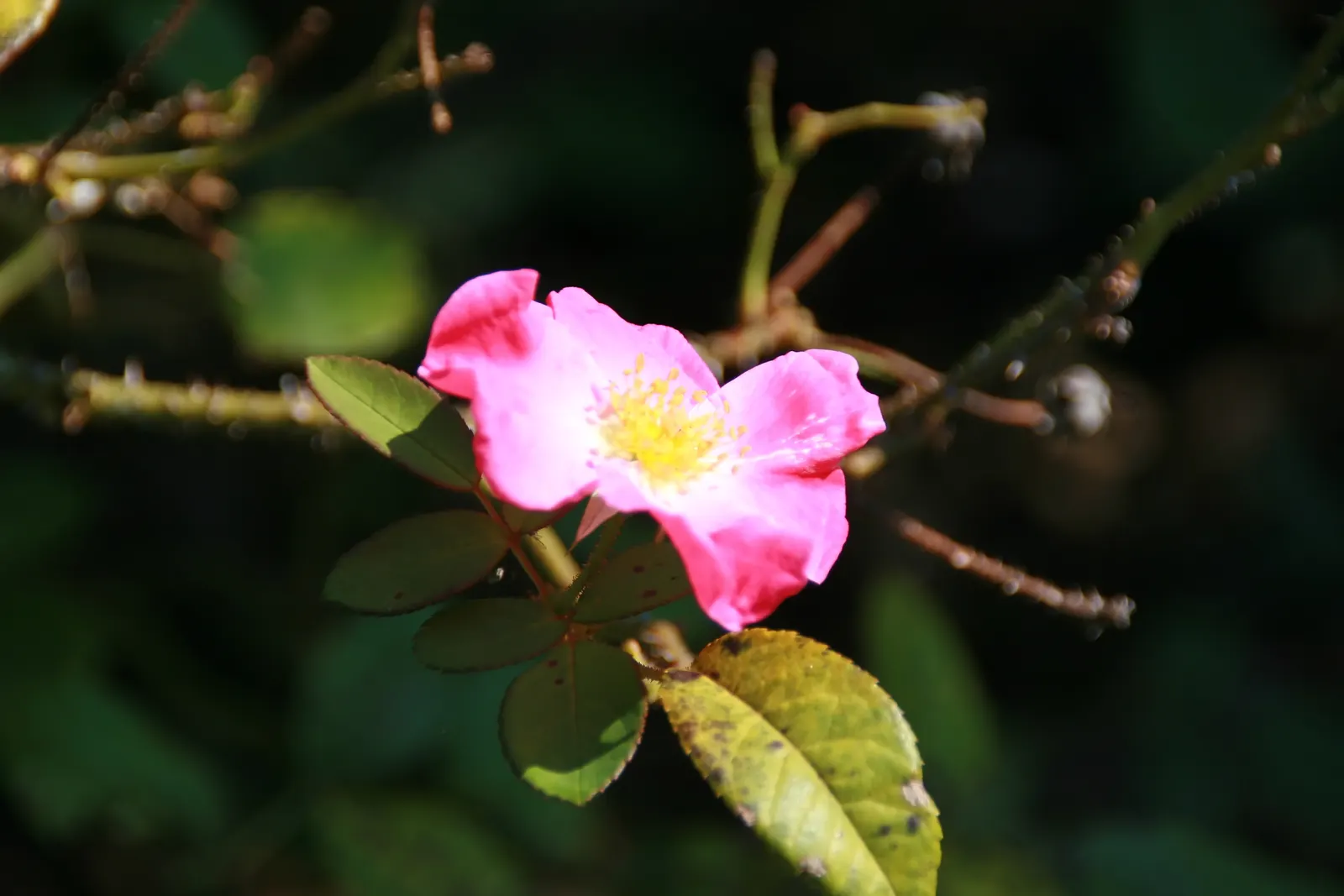 Nearly Wild Hardy Shrub Rose (Rosa 'Nearly Wild') — This cultivar boasts a profusion of pink flowers with white centers