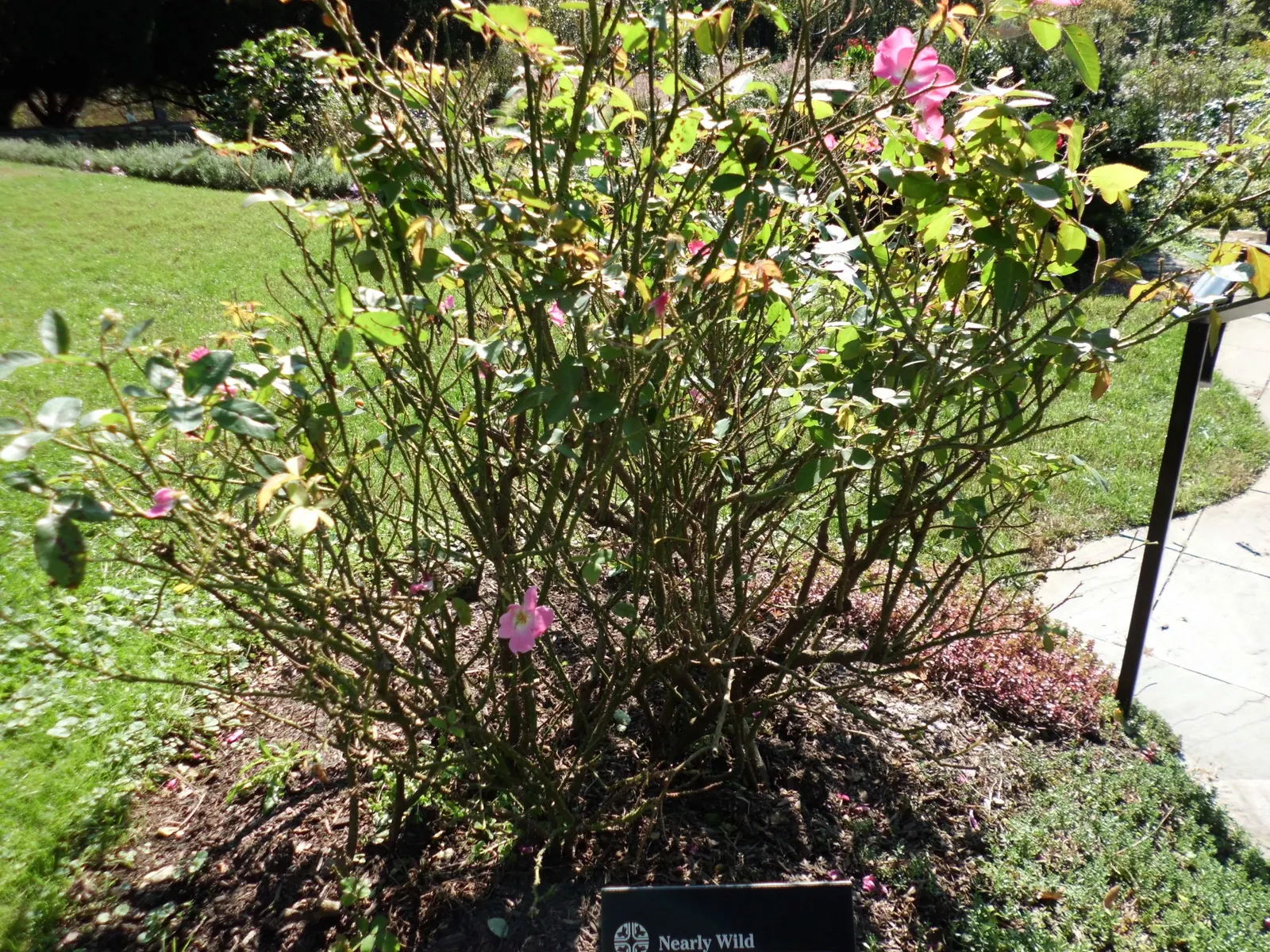 Nearly Wild Hardy Shrub Rose (Rosa 'Nearly Wild') — It reaches a mature size of 2-3 feet in height and width, thriving in full sun with well-drained soil