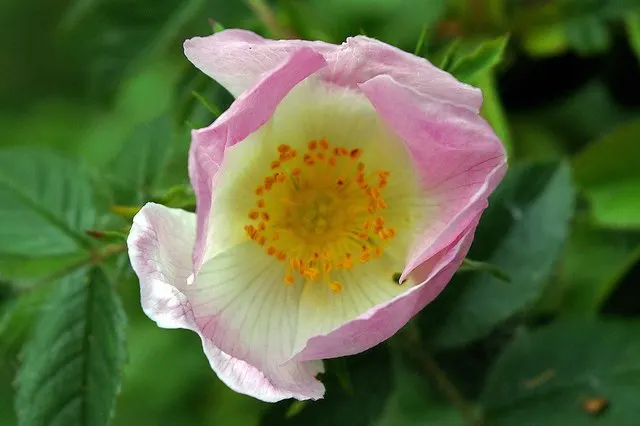 Nearly Wild Hardy Shrub Rose (Rosa 'Nearly Wild') — Rosa 'Nearly Wild' is a hardy shrub rose, prized for its simplistic beauty reminiscent of wild roses