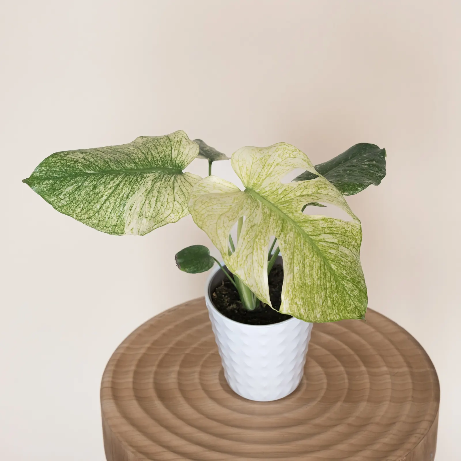 White Monster Variegated Monstera (Monstera deliciosa) — Proven Winners - Mysteria® White Monster - Variegated Monstera - Monstera deliciosa plant details