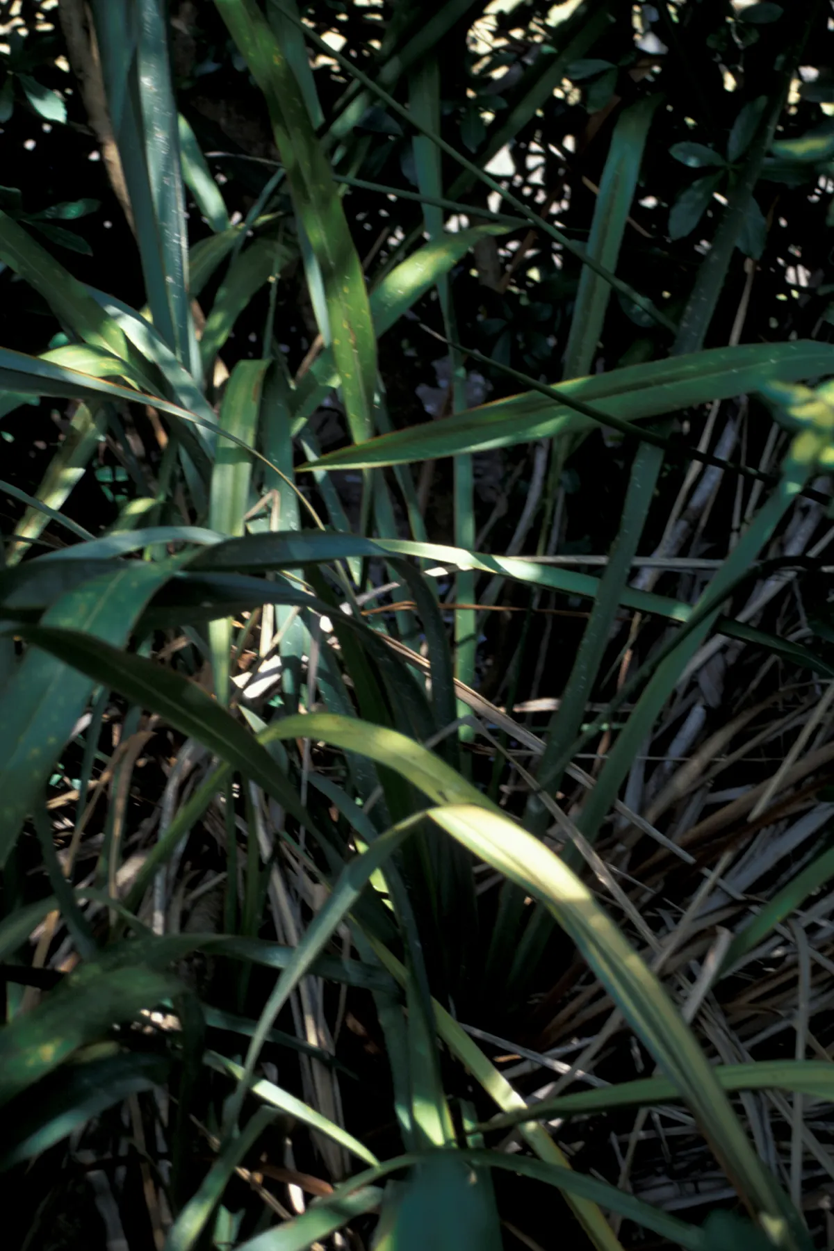 Maori Queen Flax (Phormium 'Maori Queen') — Phormium 'Maori Queen', a striking perennial, features arching leaves with pink margins that mature to cream