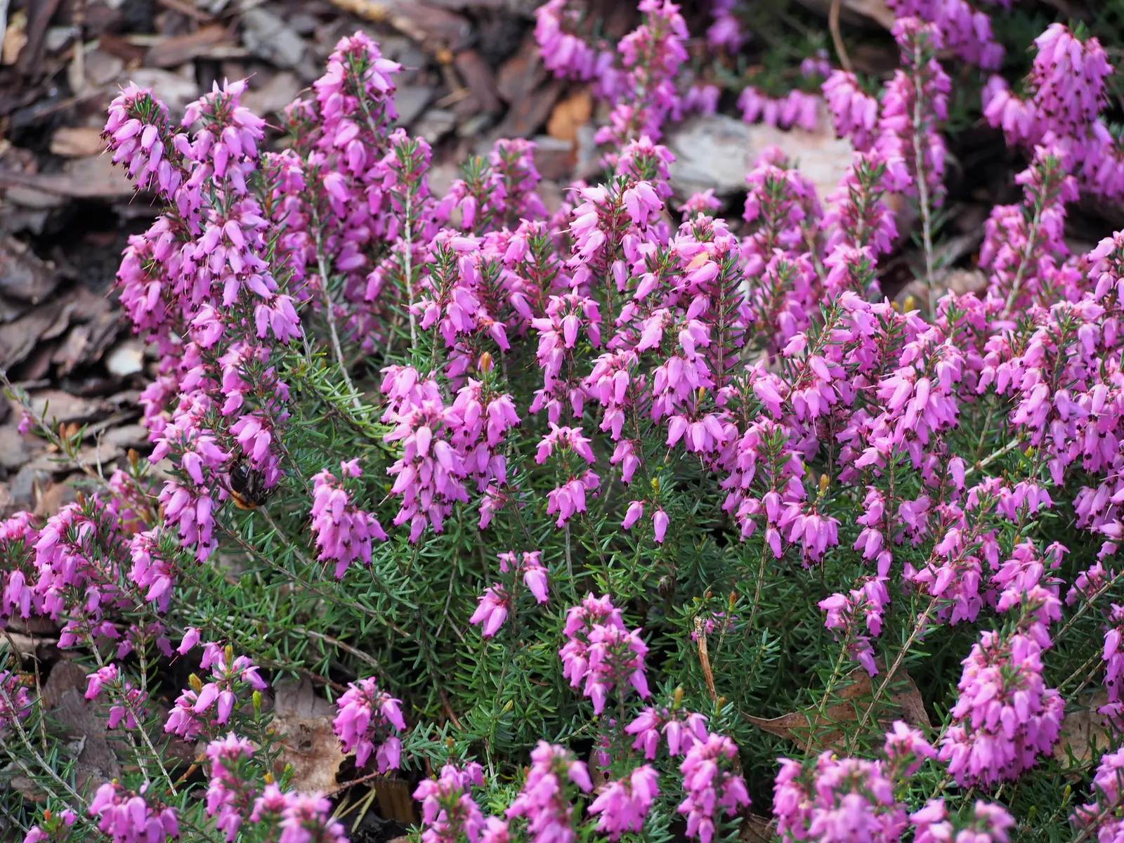 Winter Heath (Erica Carnea) — The needle-like foliage remains a rich green throughout the year, image 67