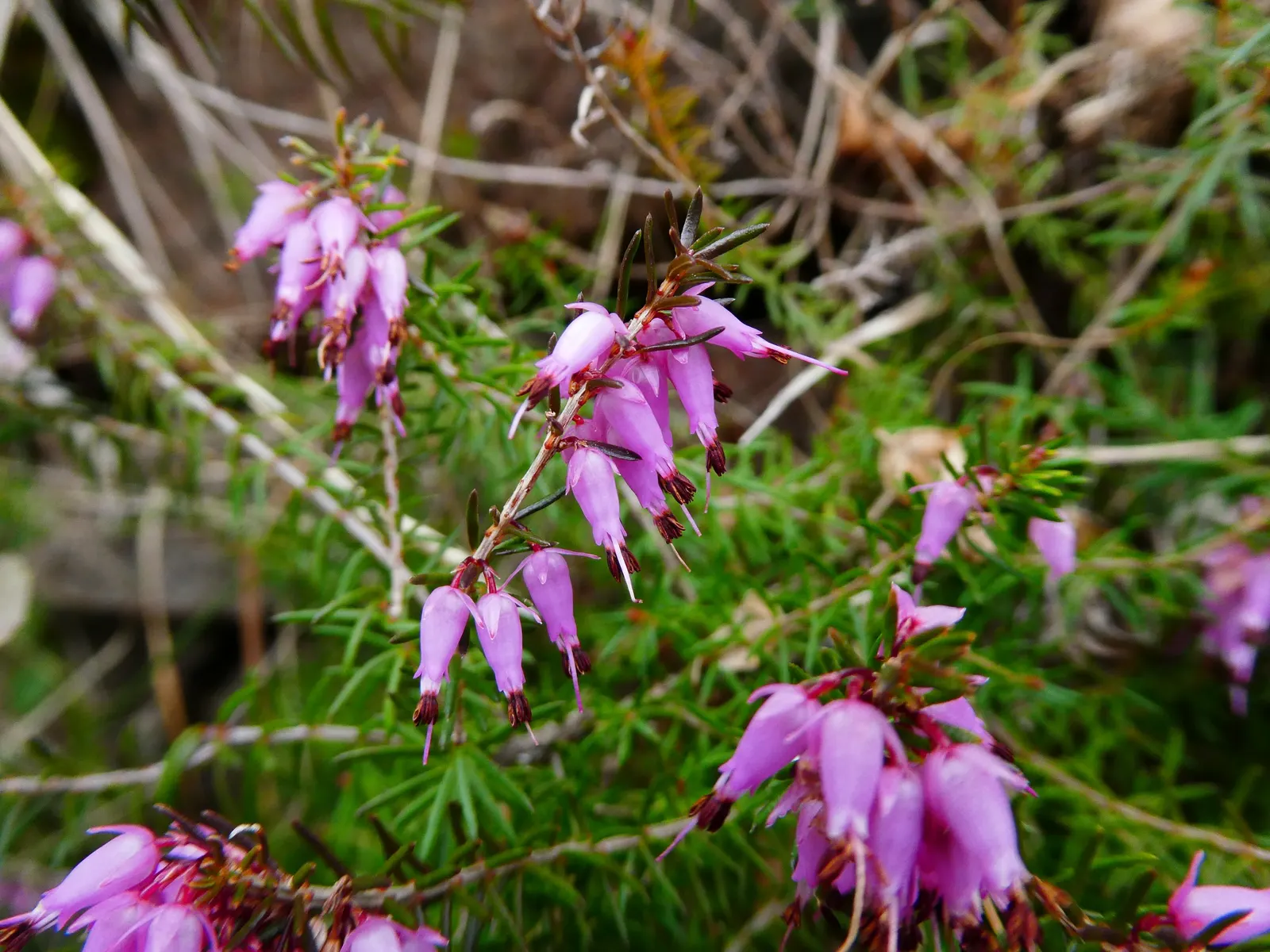Winter Heath (Erica Carnea) — Winter Heath (Erica carnea) is an evergreen sub-shrub; thriving in well-drained acidic soil, it reaches heights of, image 58