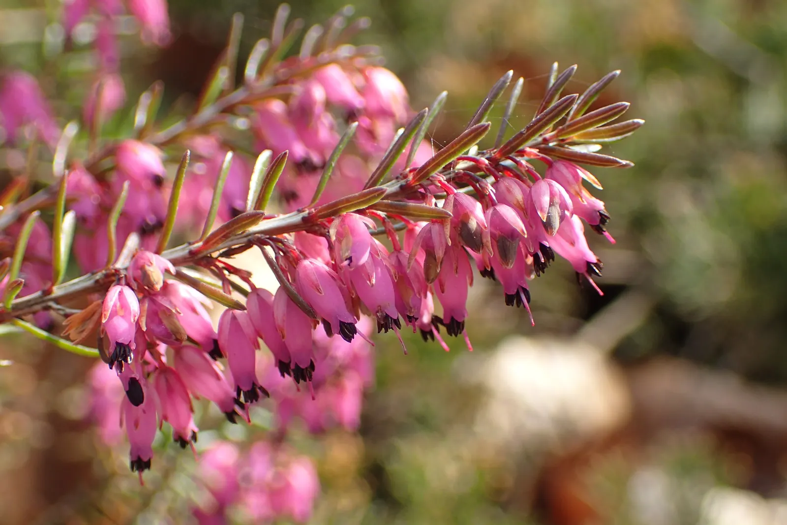 Winter Heath (Erica Carnea) — scientifically named Erica carnea; this hardy plant is known for its remarkable ability to flourish even during the, image 64