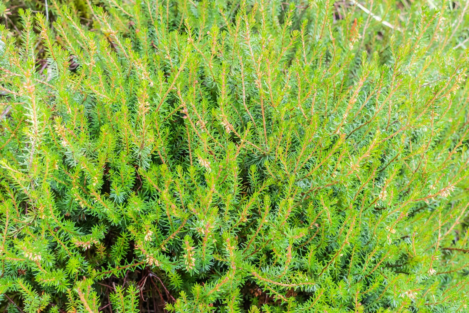 Winter Heath (Erica Carnea) — Winter Heath (Erica carnea) is an evergreen sub-shrub; thriving in well-drained acidic soil, it reaches heights of, image 39