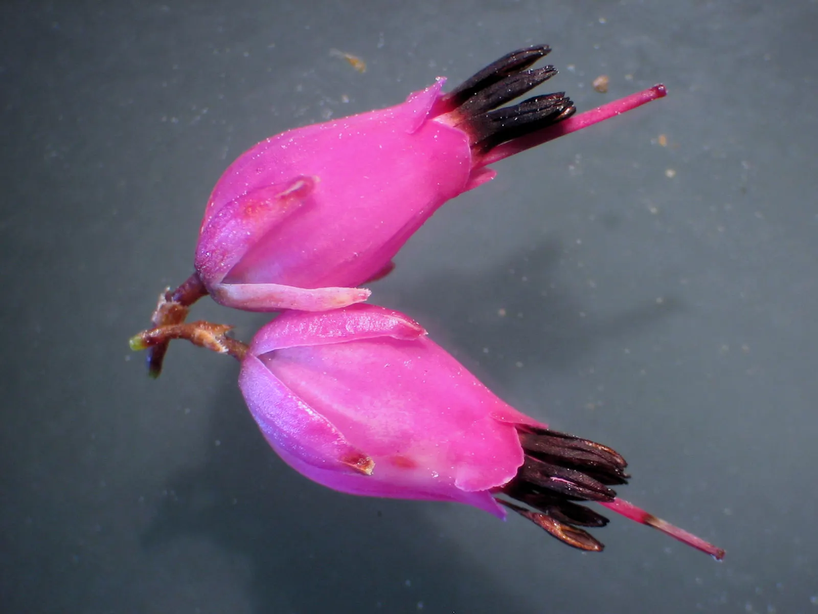 Winter Heath (Erica Carnea) — The needle-like foliage remains a rich green throughout the year, image 48