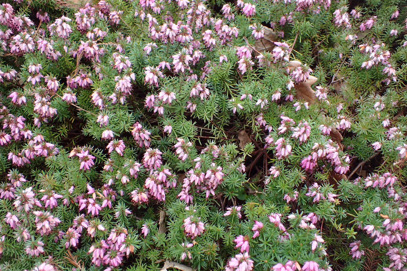 Winter Heath (Erica Carnea) — prized for its vibrant pink to purple flowers that bloom from late winter into early spring; decorating the plant, image 40