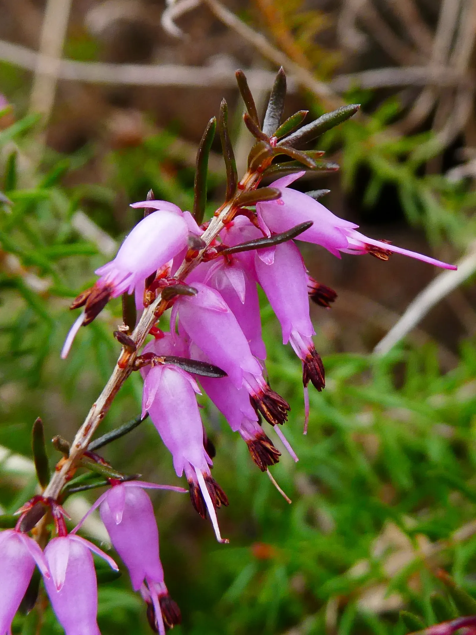 Winter Heath (Erica Carnea) — This hardy plant is known for its remarkable ability to flourish even during the coldest months; these plants are a sturdy
