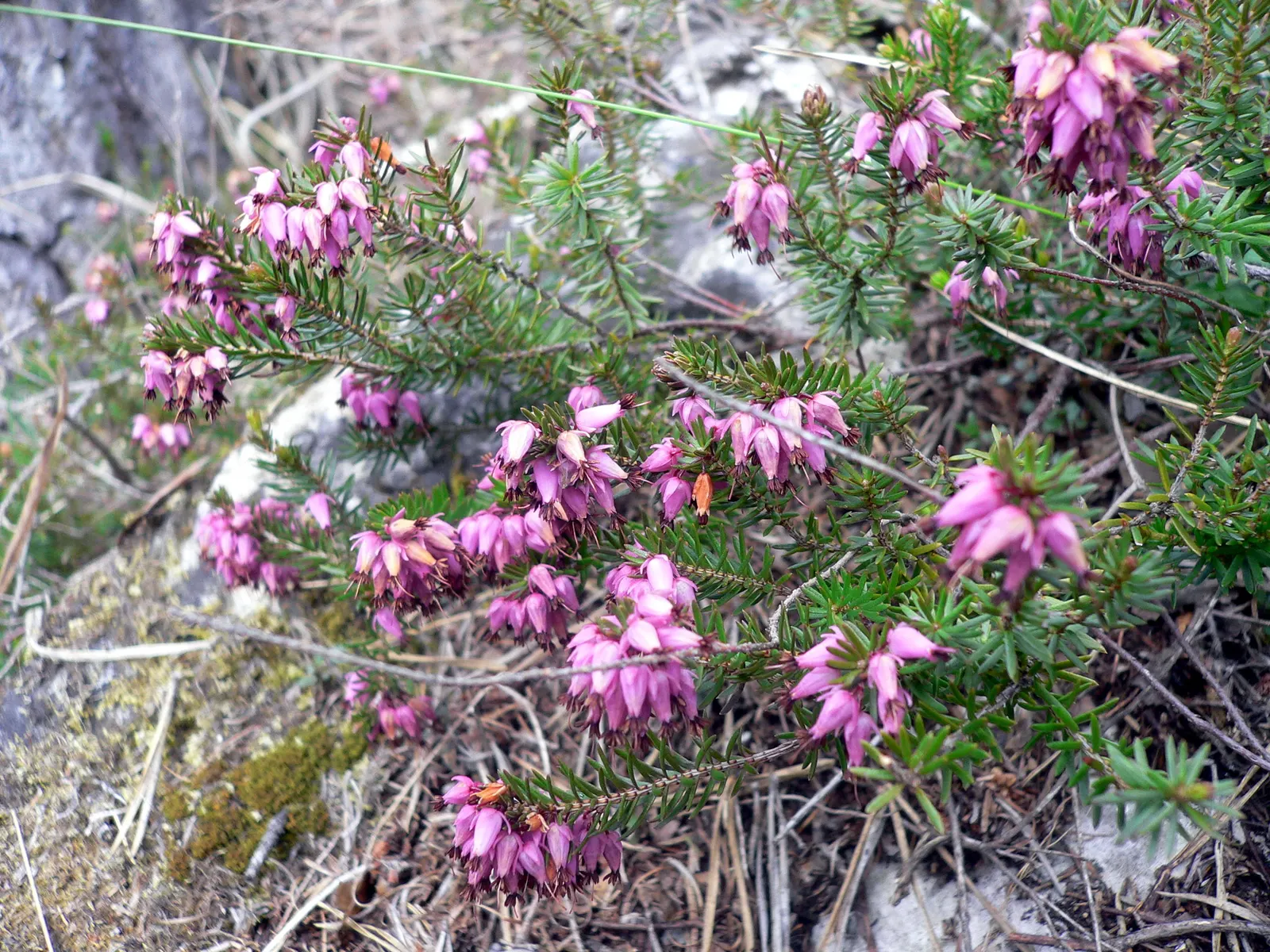 Winter Heath (Erica Carnea) — Preferring full sun to partial shade