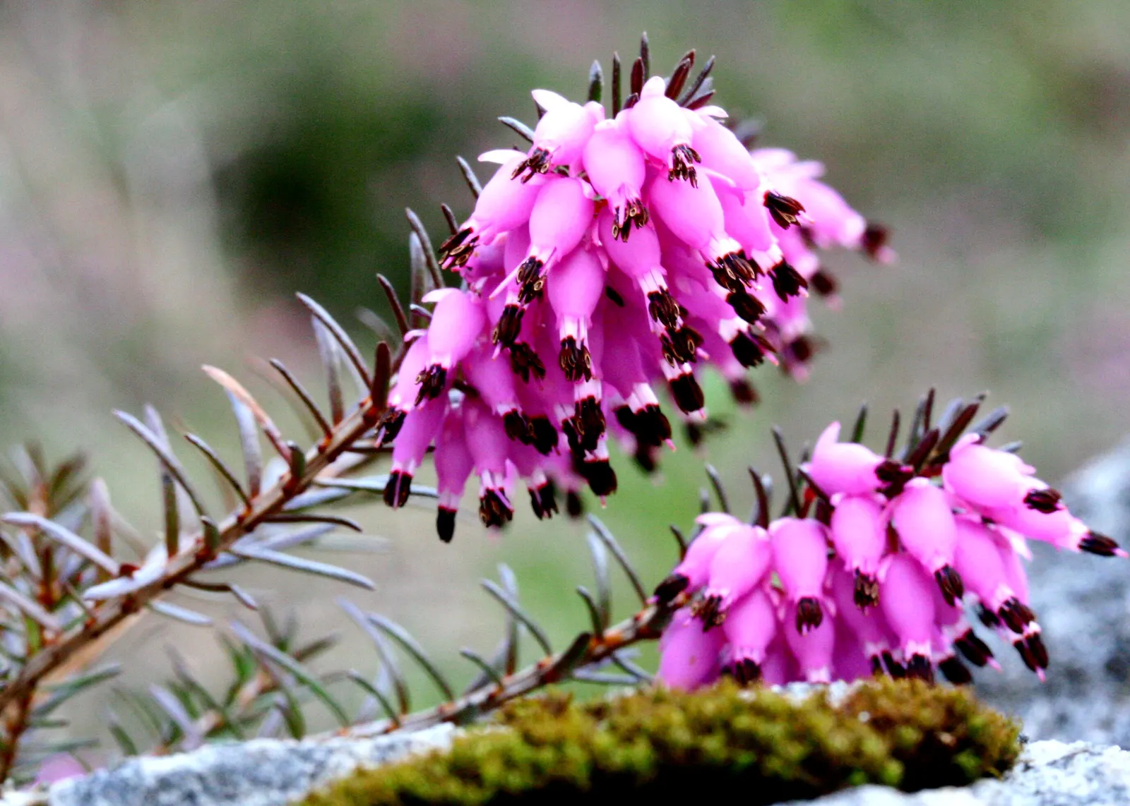 Winter Heath (Erica Carnea) — prized for its vibrant pink to purple flowers that bloom from late winter into early spring