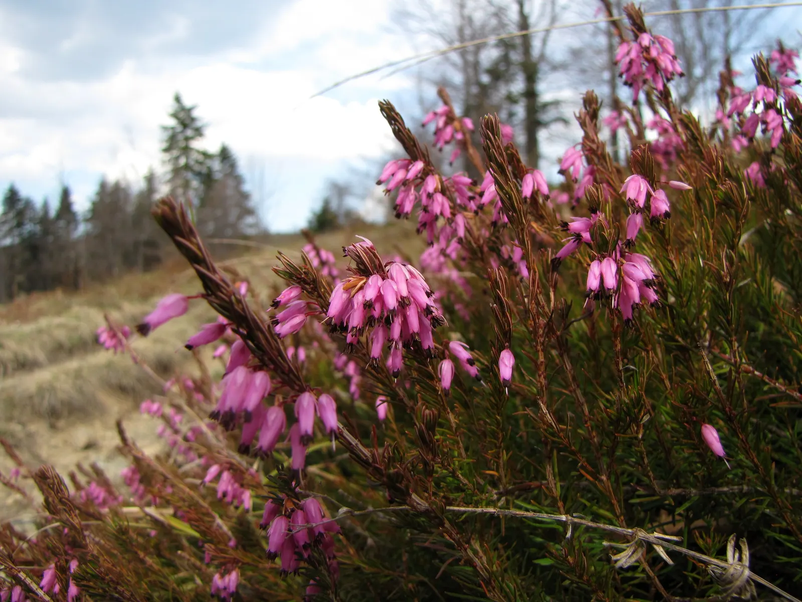Winter Heath (Erica Carnea) — This hardy plant is known for its remarkable ability to flourish even during the coldest months; these plants are a, image 84