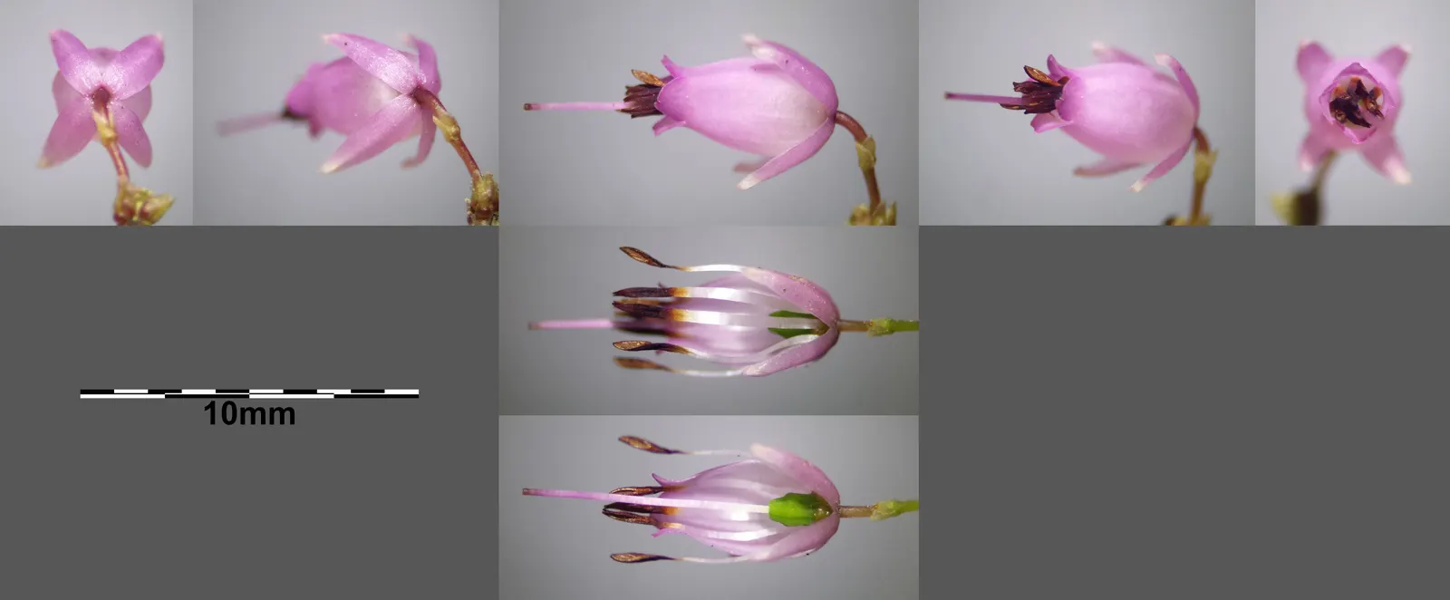 Winter Heath (Erica Carnea) — plant Winter Heath in well-drained