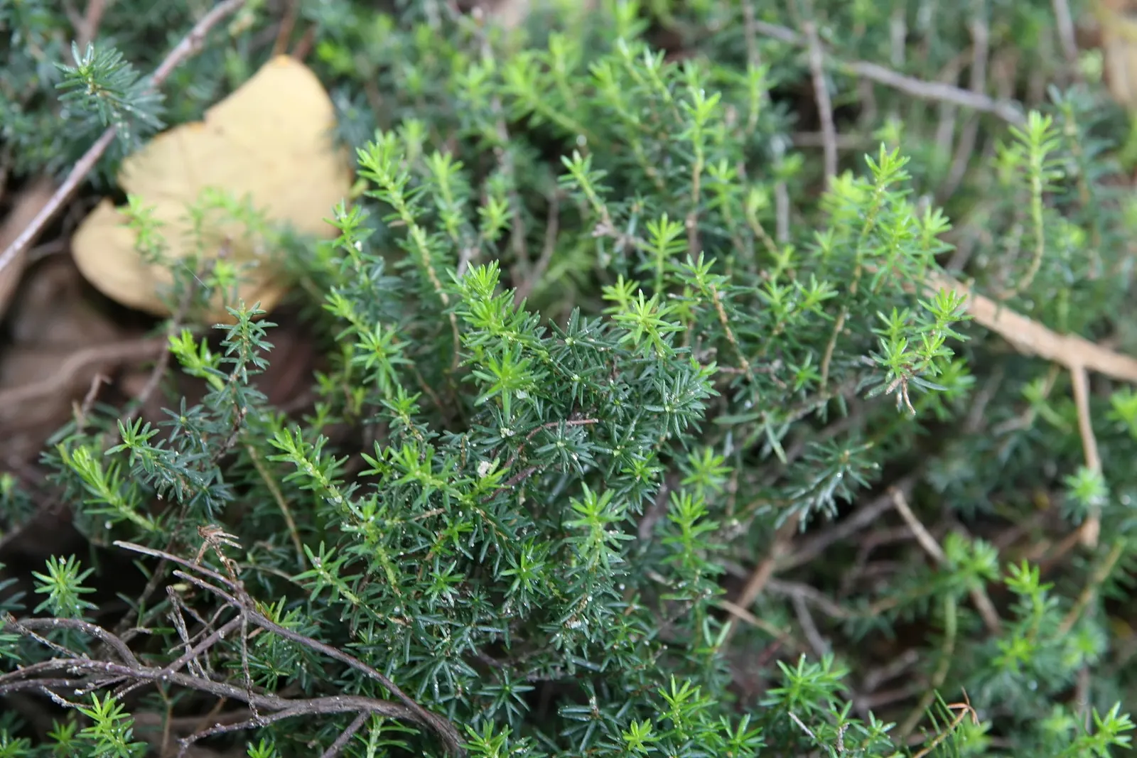 Winter Heath (Erica Carnea) — this hardy plant is ideal for ground cover and rock gardens in USDA zones 5-7; winter Heath (Erica carnea) is an evergreen