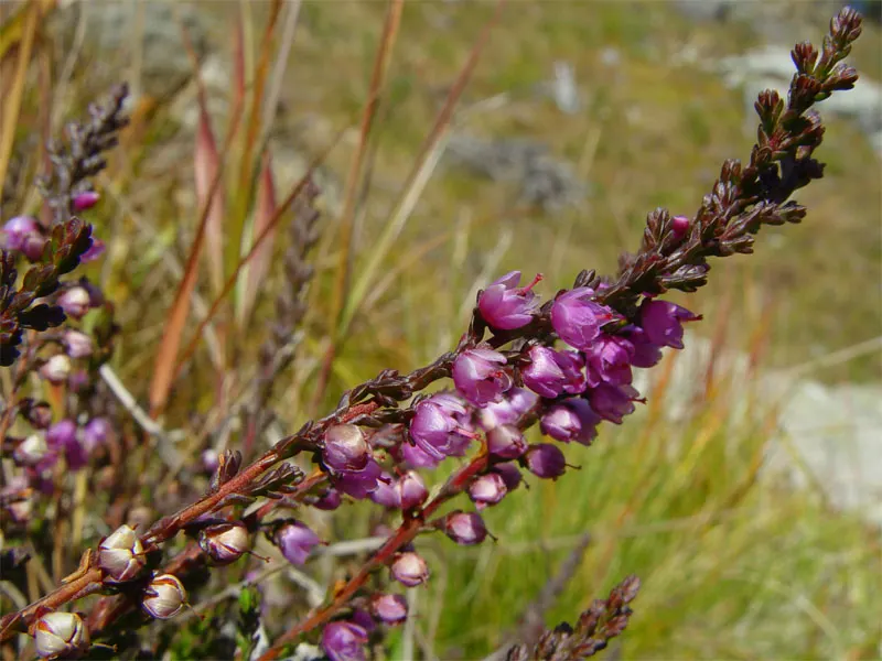 Winter Heath (Erica Carnea) — Its needle-like foliage creates year-round interest; ground cover / shrub with pink and white blooms, image 60