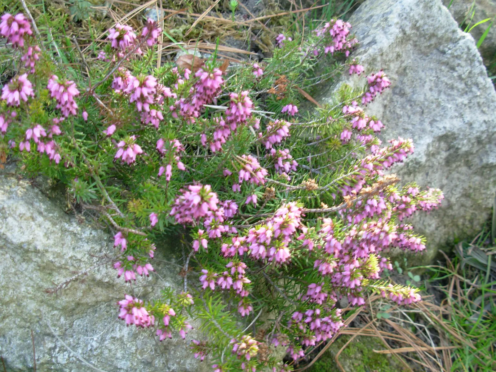 Winter Heath (Erica Carnea) — They thrive in full sun to partial shade and need little maintenance once established; plant Winter Heath in, image 89