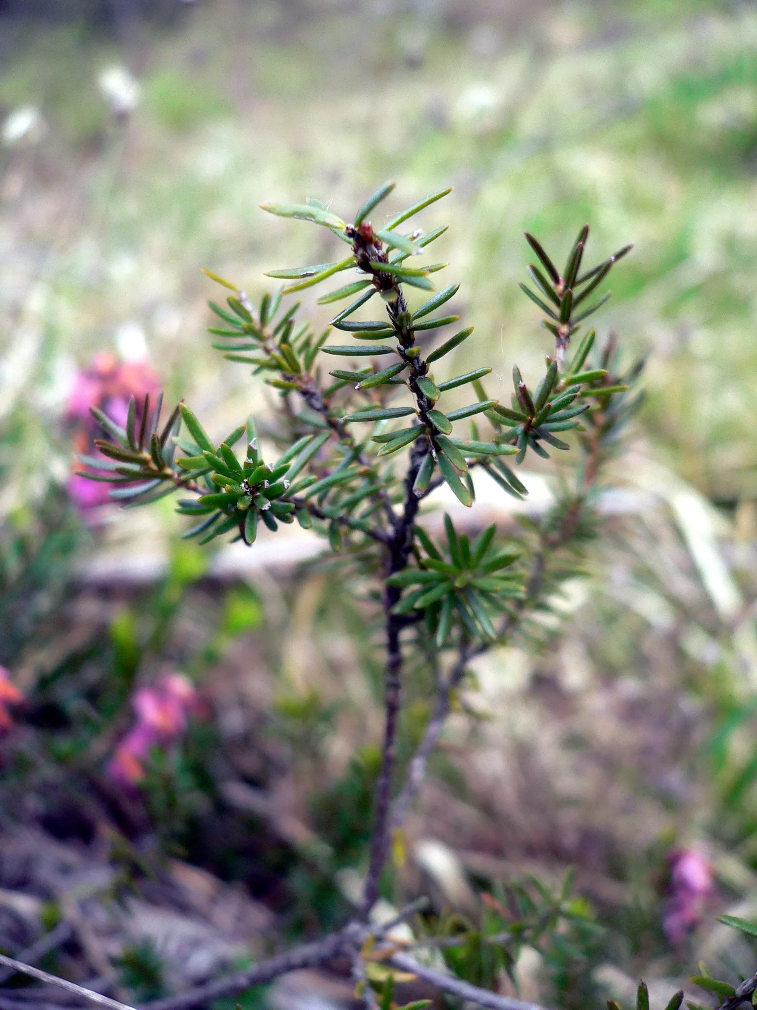 Winter Heath (Erica Carnea) — ground cover / shrub for full or half; reliable choice for challenging areas, image 76