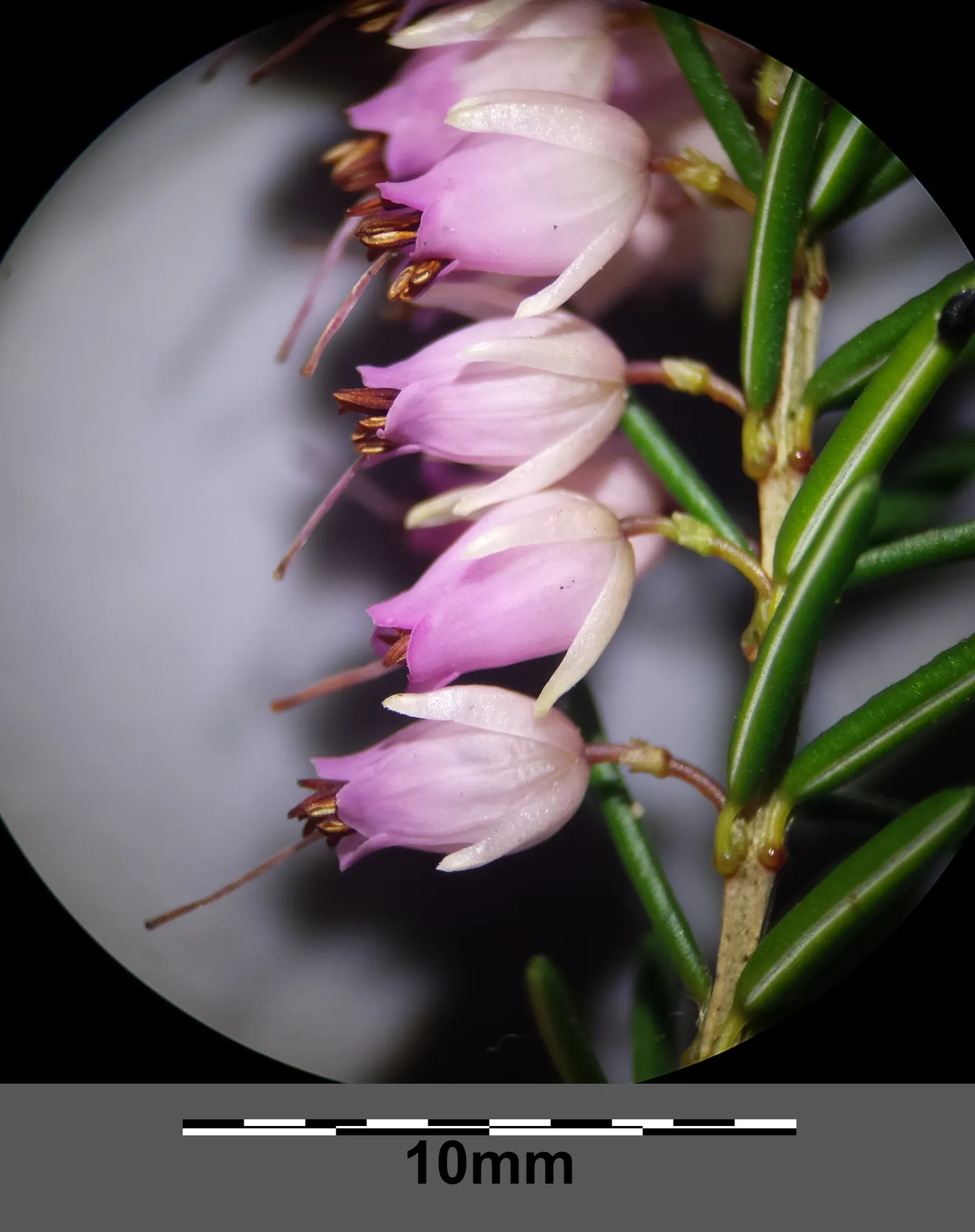 Winter Heath (Erica Carnea) — these plants are a sturdy; scientifically named Erica carnea, image 53
