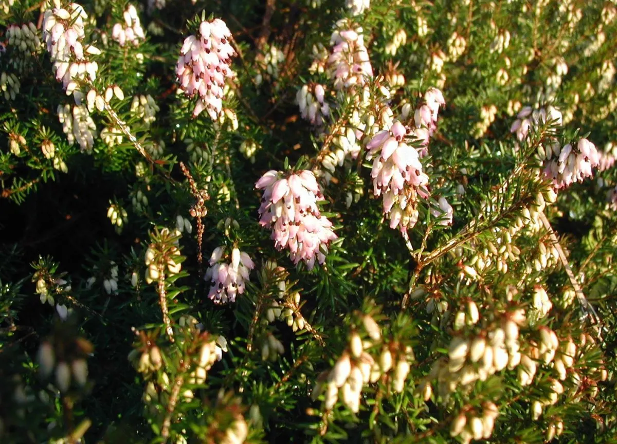 Winter Heath (Erica Carnea) — Its needle-like foliage creates year-round interest; ground cover / shrub with pink and white blooms